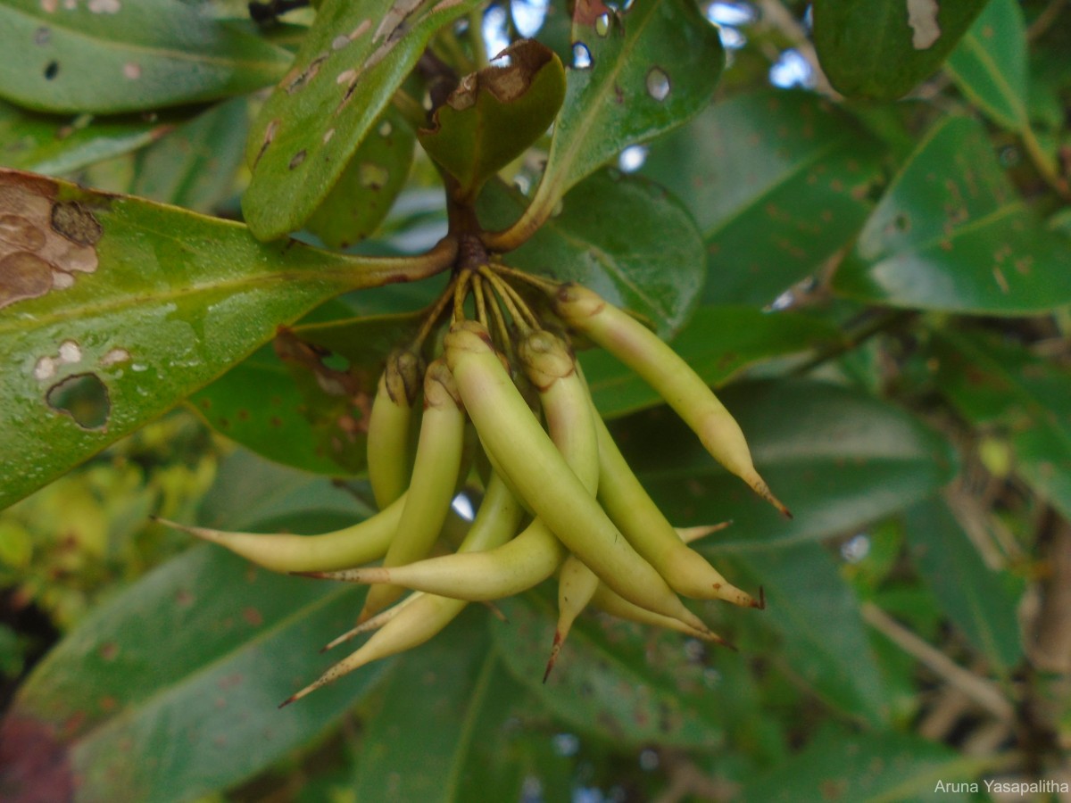 Aegiceras corniculatum (L.) Blanco